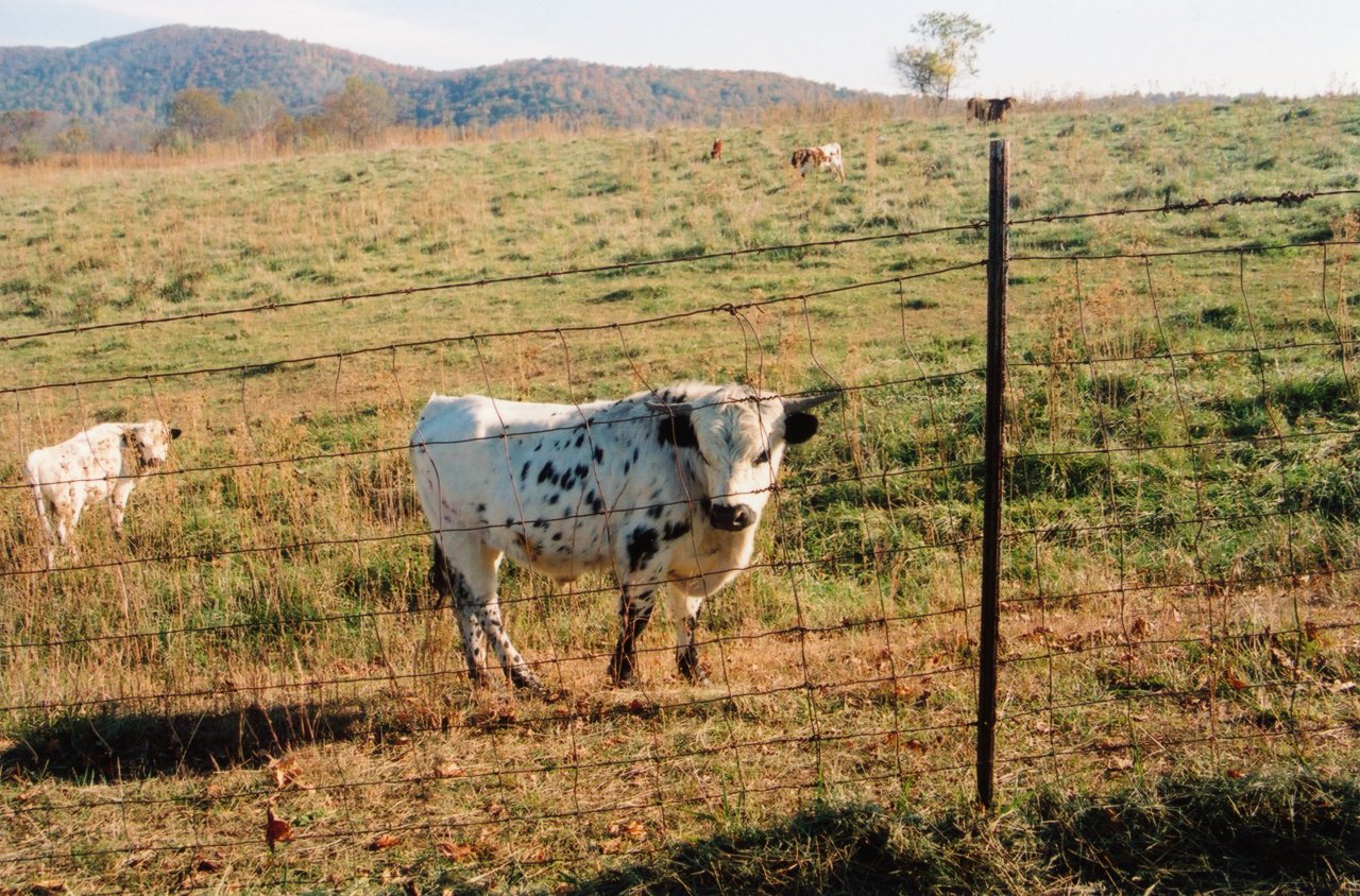 Scottish cows that inspired Collies cows in Harbinger